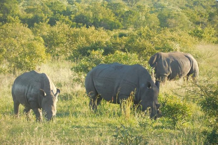 Full-Day Kruger Park Safari from Nelspruit, Whiteriver or Hazyview - Photo 1 of 15